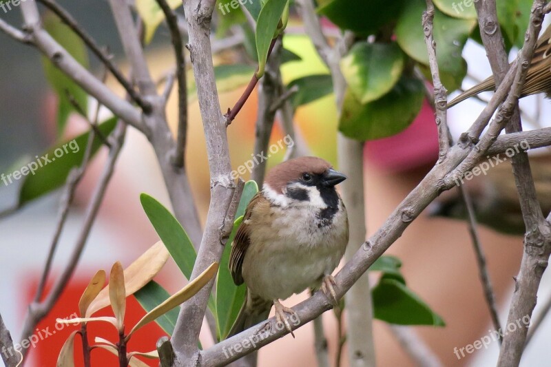 Nature Tree Bird Outdoor Wildlife