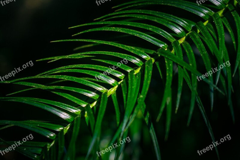 Leaf Nature Plant Lancet Fir Branch