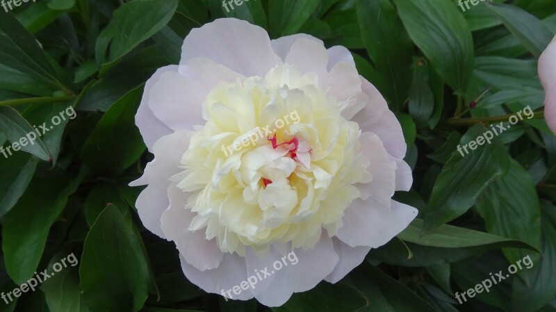 Peony Plant Nature Flower Leaf