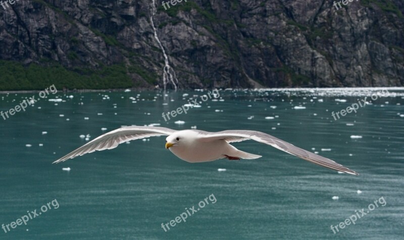 Glaucous-winged Gull Sea Gull Water Nature Sea