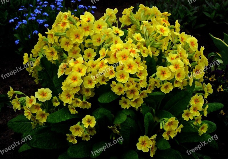 Flower Primula Yellow Nature Plant