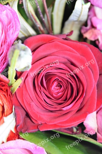 Flower Rosebush Floral Bouquet Of Flowers Petal