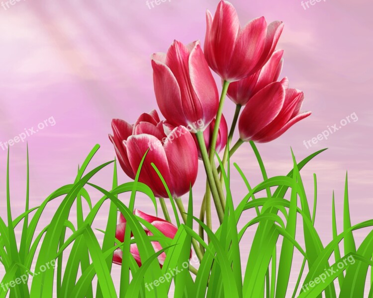 Nature Plant Flower Tulip Summer