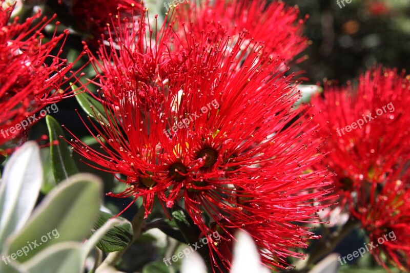 Flower Plant Nature Flowers Garden