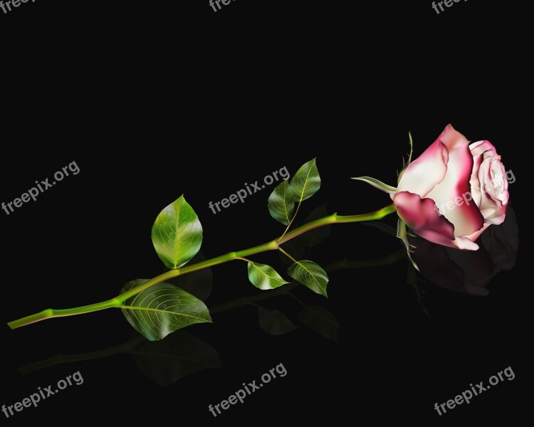 Flower Leaf Rosa Plant Love