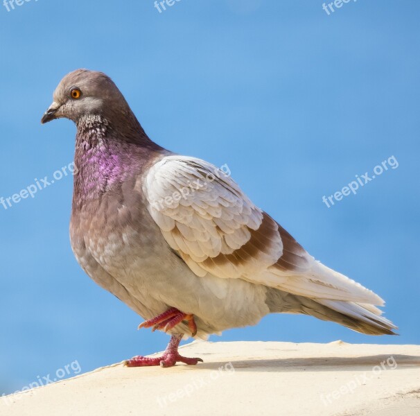 Birds Nature Pen Columbidae Animalia