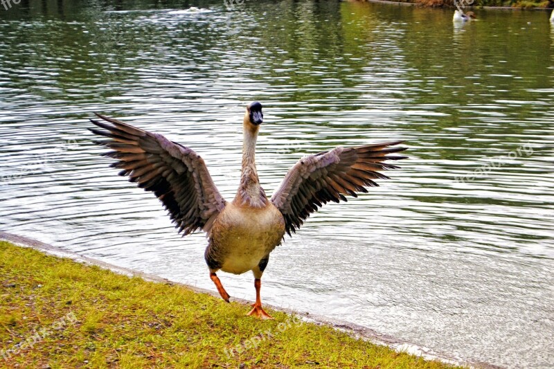 Lake Freedom Wings Ripple Grass