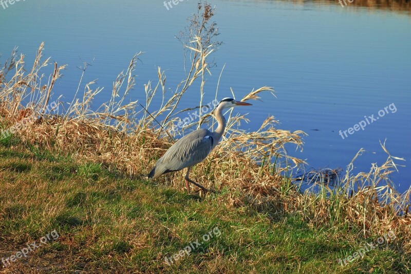 Gray Heron Bird Wading Bird Long Legged Ardea Cinerea