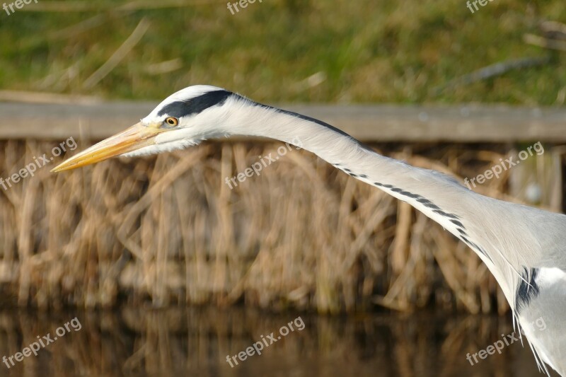 Heron Bird Fauna Nature Close Up