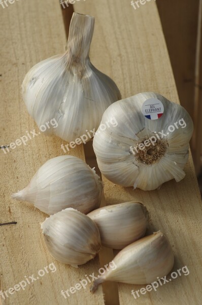 Garlic Garlic Elephant Garlic Grown Food Kitchen