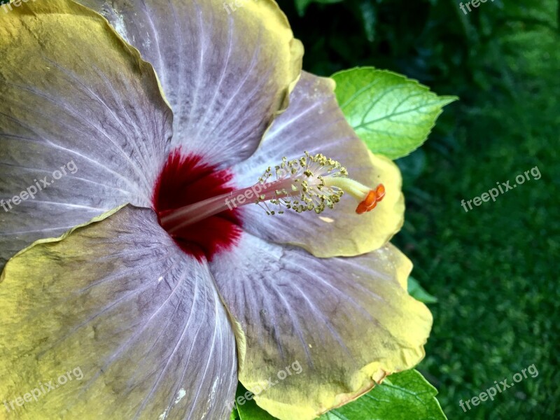 Hibiscus Yellow Hibiscus Purple Spring Petals Flowering