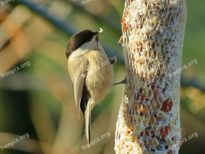 Willow Tit Tit Songbird Food Bird