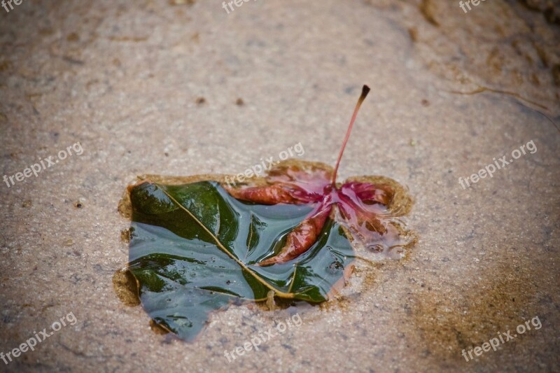 Puddle Rain Water Nature Leaf