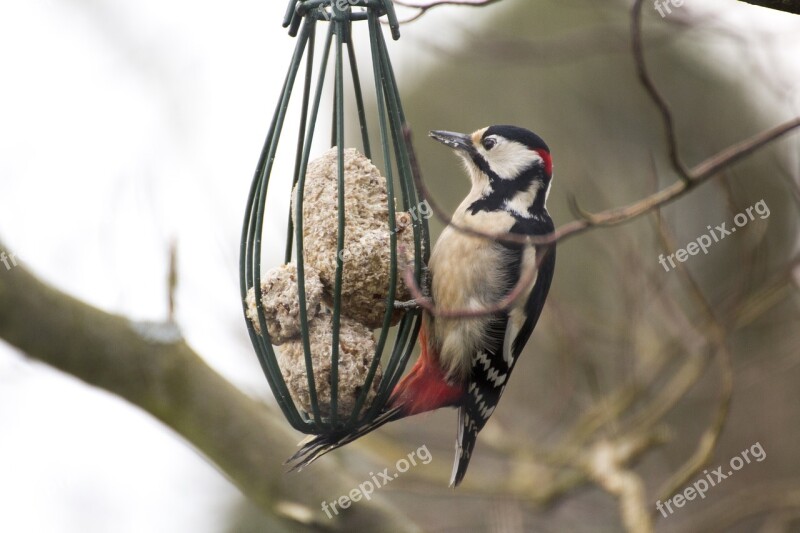 Great Spotted Woodpecker Nature Bird Animal World Animal