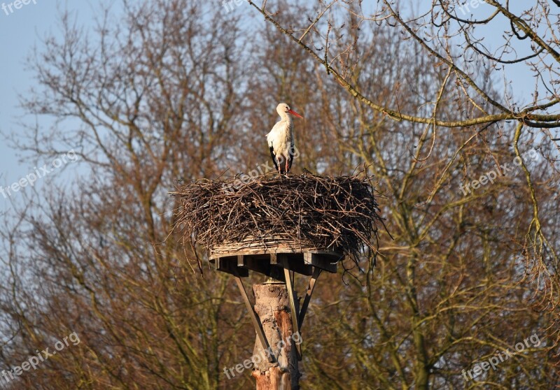 Stork Bird Ciconiidae Ciconia White European Stork