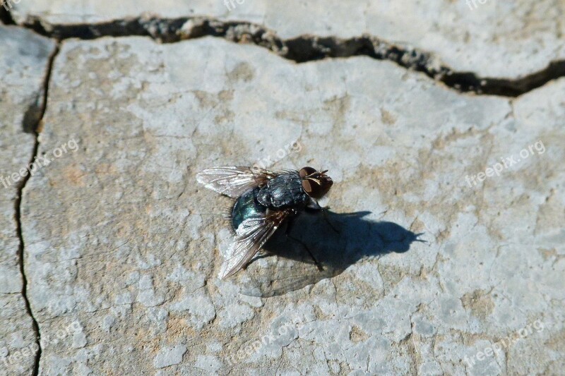 Fly Greenfly Lucilia Sericata Fly Vironera Gadfly