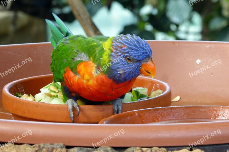 Bird Nature Close Tropical Zoo