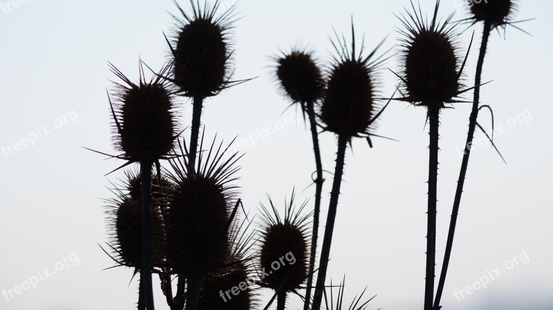 Thistle Winter Dry Thistle Slovakia Free Photos