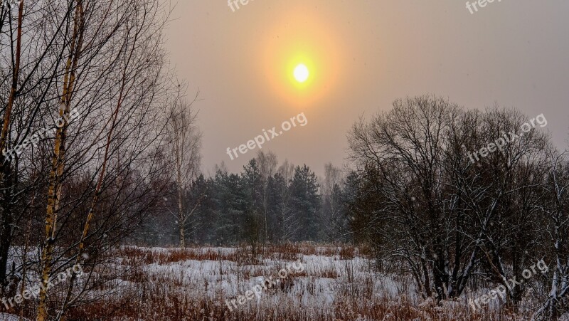 Tree Dawn Winter Nature Season