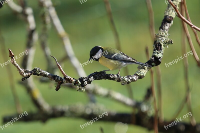 Nature Fauna Outdoor Animal Tit