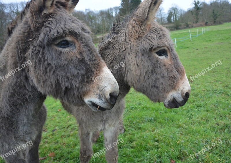 Donkeys Equines Donkeys Croix Saint André Pet Mammal