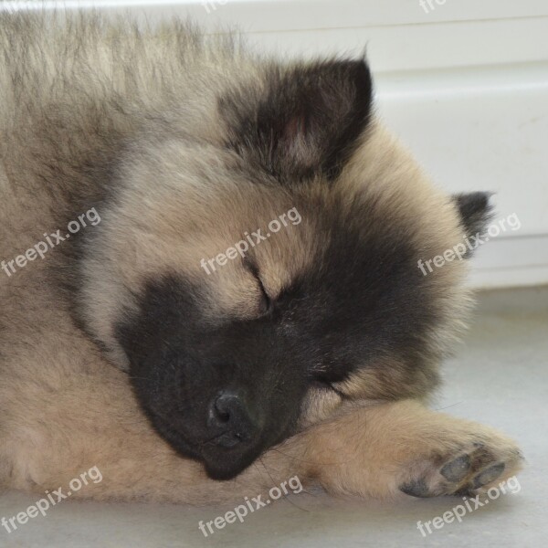 Dog Bitch Eurasier Dog Christmas Blue Young Dog Sleeps