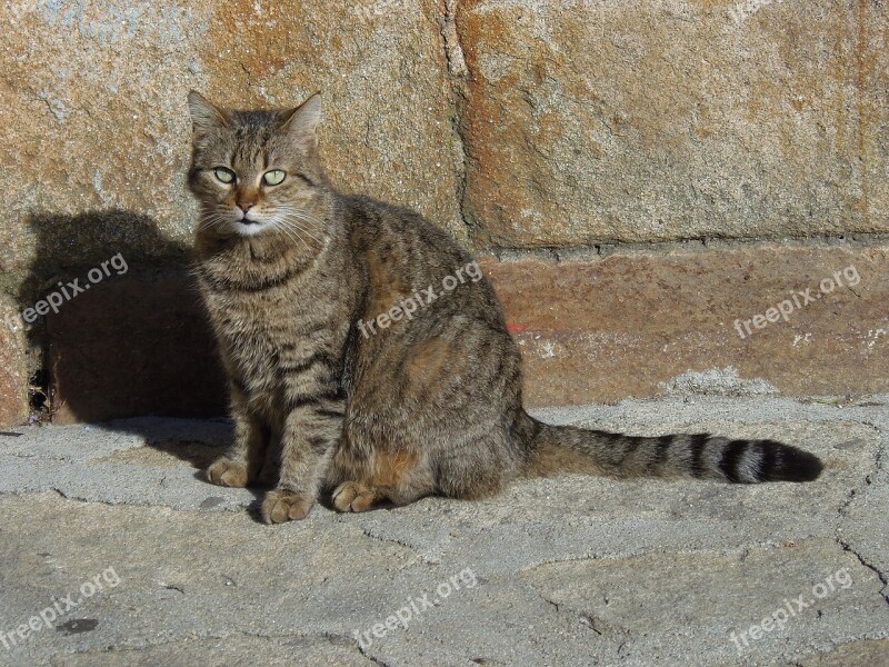 Cat Brindle Rest Sun Feline