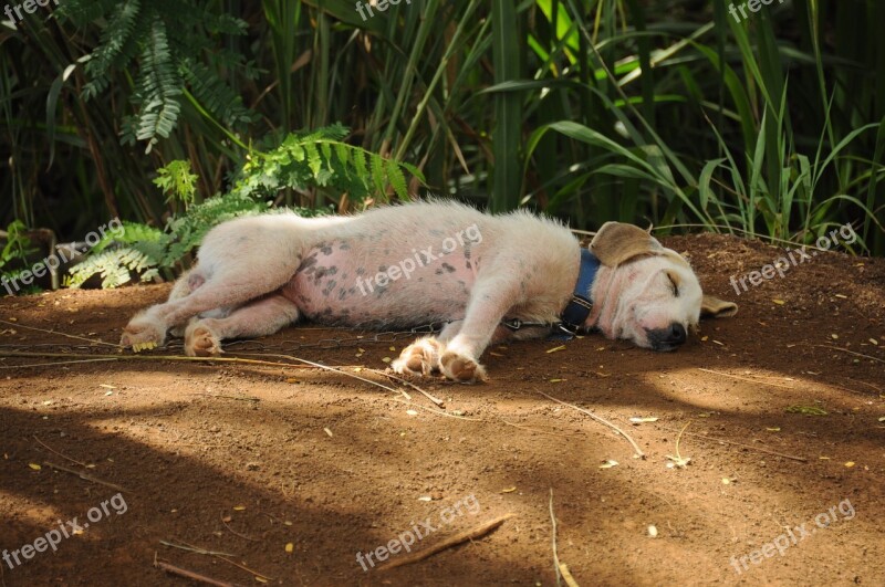 Nature Mammal Animal Animal World Dog Sleeping