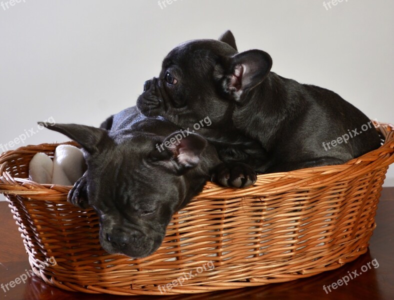 French Bulldog Dog Animal Puppy Free Photos