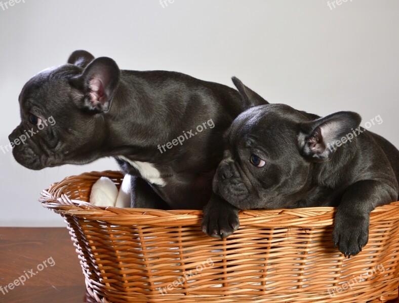 French Bulldog Dog Animal Puppy Free Photos