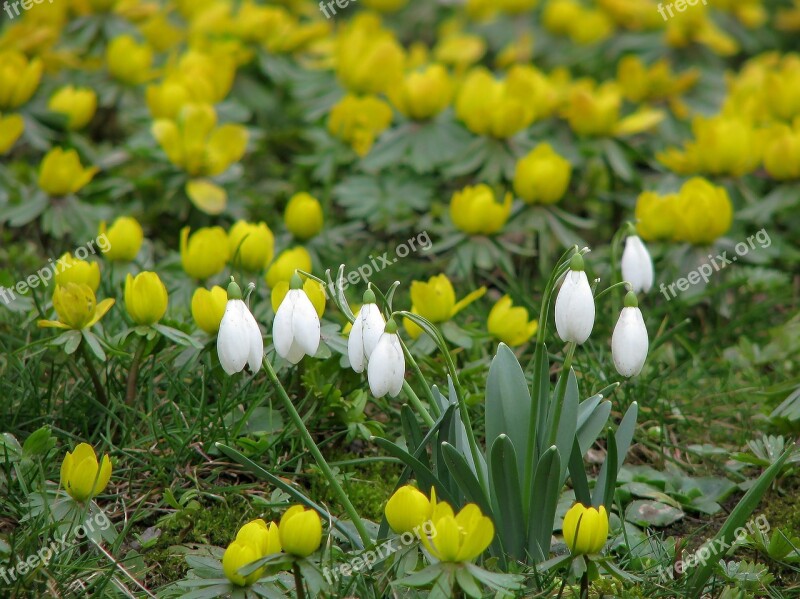 Snowdrops Yellow White Flower Garden