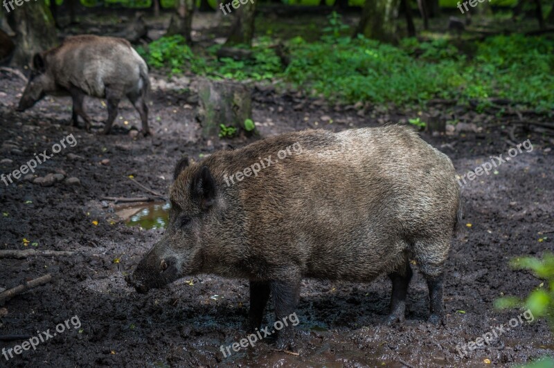 Boar Tooth Male Snout Fur