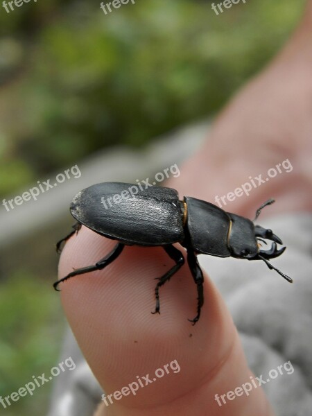 Beetle Finger Hand Free Photos