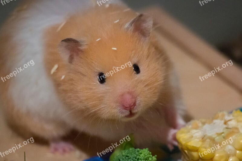 Cute Small Corn Goldhamster Medium-hamster