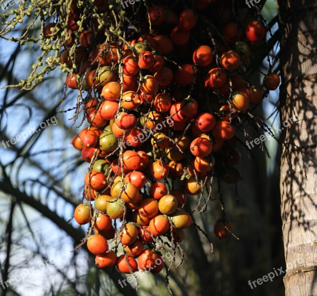 Tree Fruit Branch Food Flora