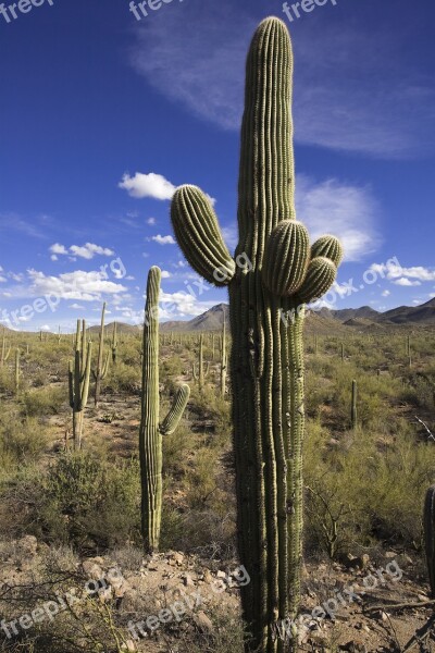 Cactus Desert Saguaro Dry Nature