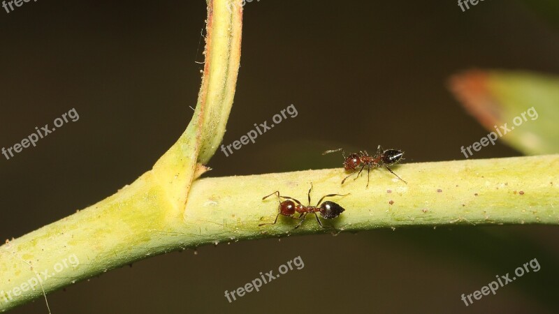 Insect Nature Bespozvonochnoe Ants Free Photos