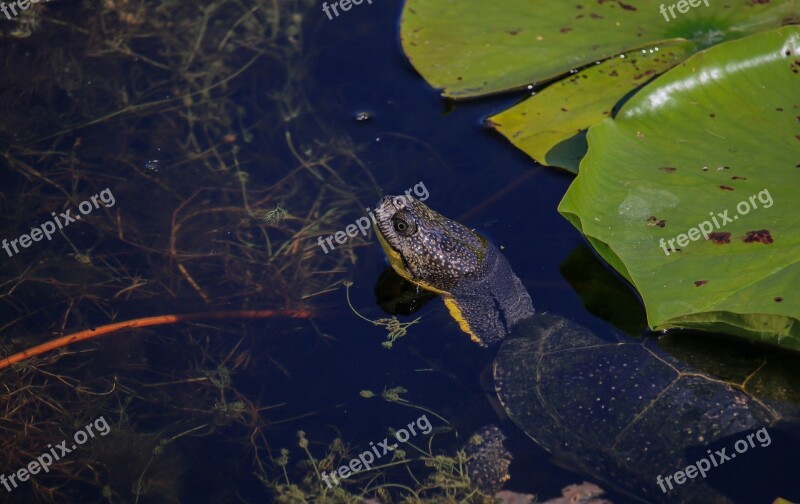 Waters Nature Puddle River Animal