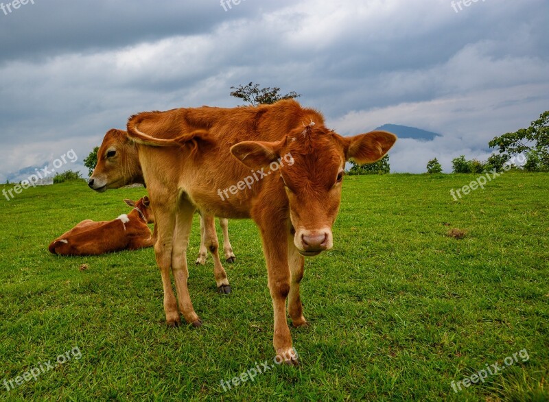 Farm Hayfield Agriculture Grass Field