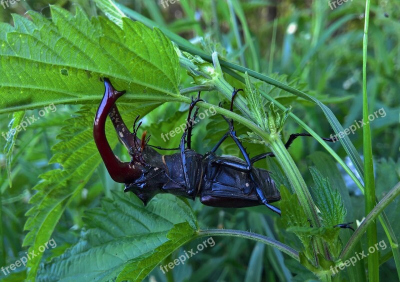 Nature Bug Beetle Nettle Green