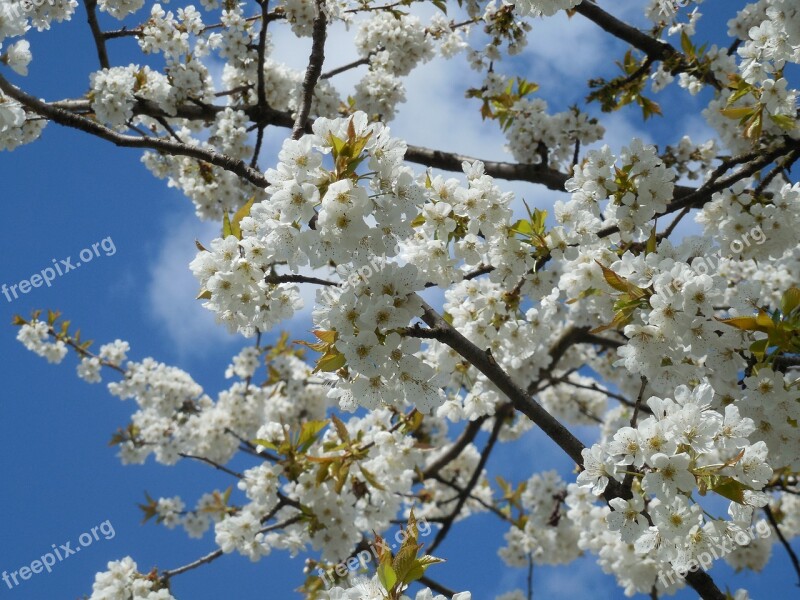 Blossoming Cherry Cherry Blossoms White Flowers Spring Tree