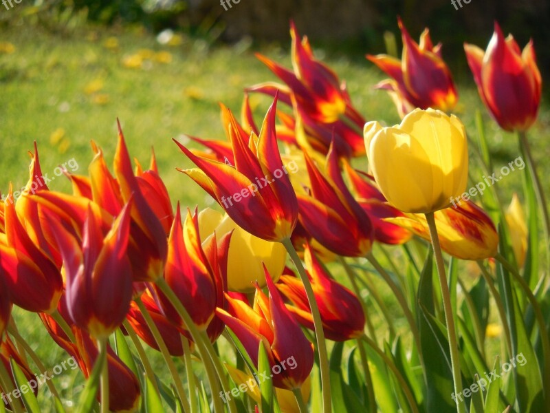 Tulips Flower Bulbs Bed Garden Spring