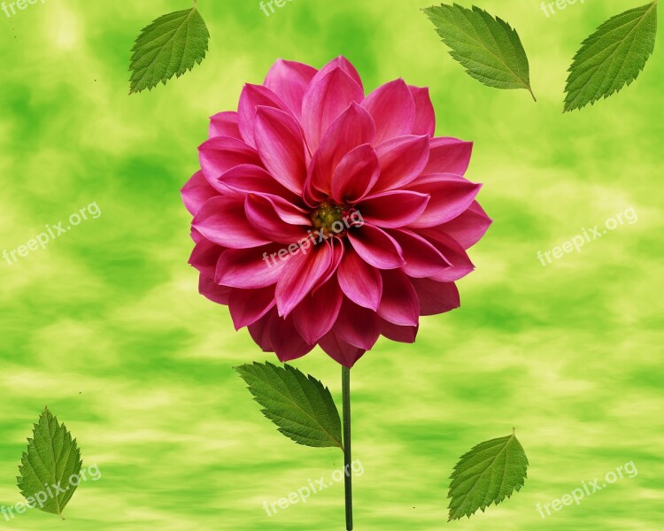 Flower Green Background Green Leaves Nature Pink Flower