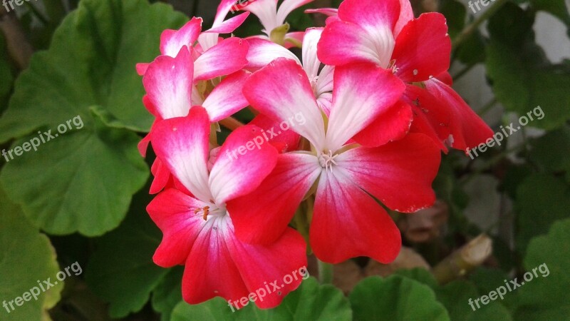 Nature Flower Plant Garden Summer