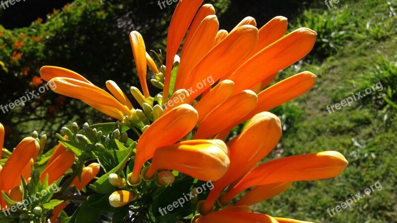 Nature Summer Garden Plant Leaf