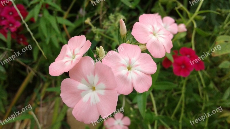 Nature Flower Plant Garden Summer