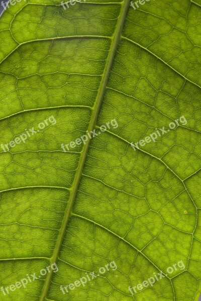 Sheet Vein Plant Photosynthesis Pattern