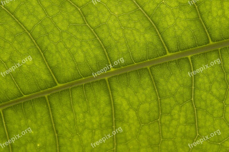 Sheet Plant Vein Photosynthesis Desktop Background