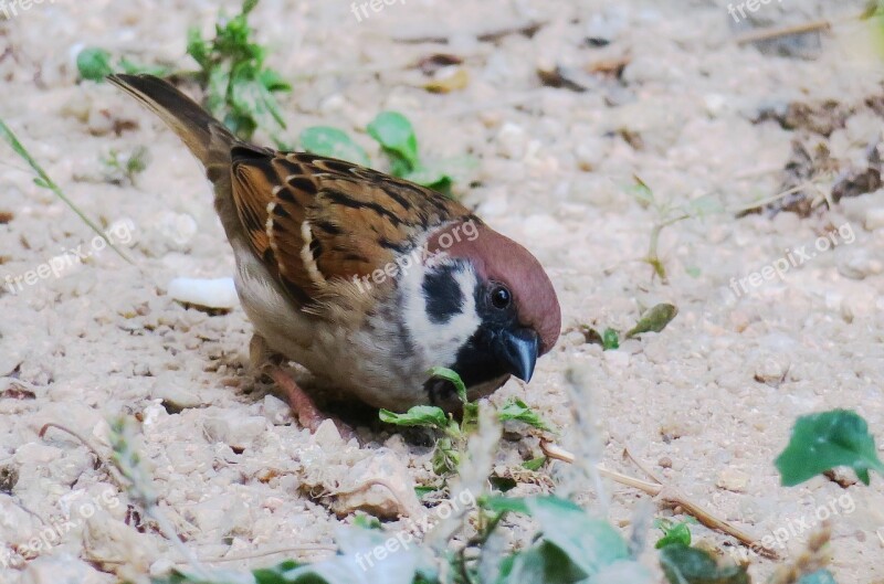 Sparrow Nature Wildlife Animal Bird