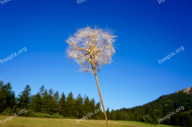 Dandelion Blue Sky Ease Spring